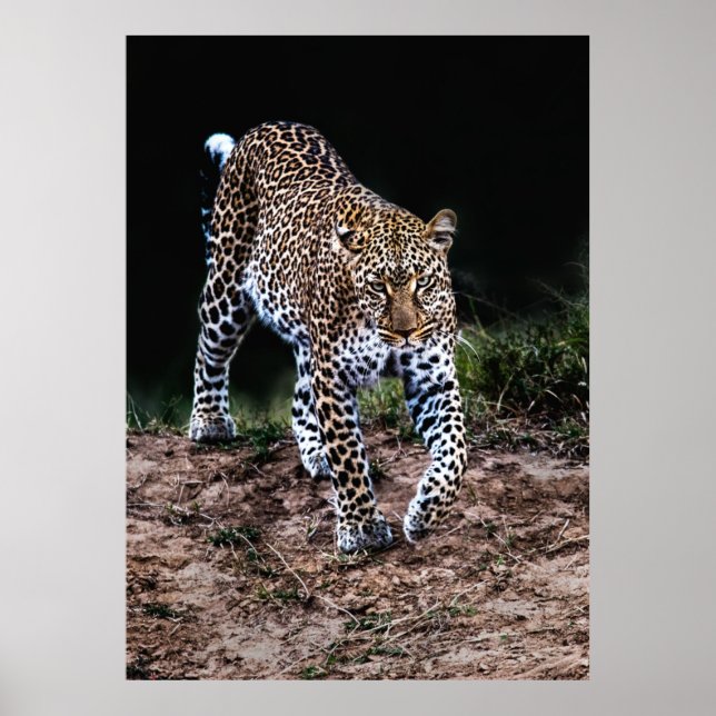 LEOPARD WALKING IN WILD POSTER (Front)