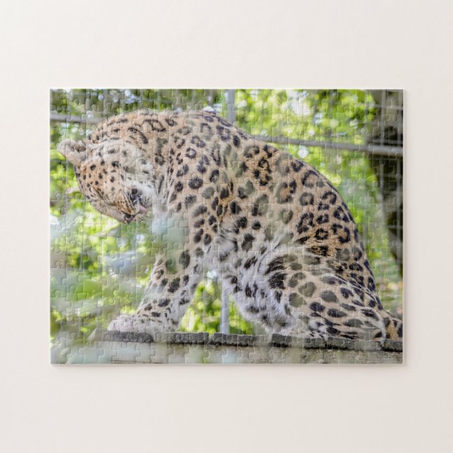 Leopard Washing Wild Animal Photo Jigsaw Puzzle (Horizontal)