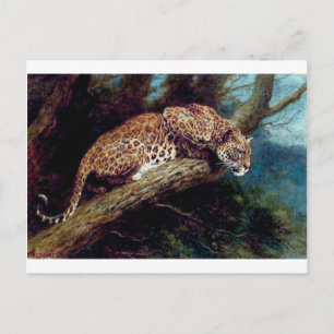 leopard wild cat animal antique painting postcard