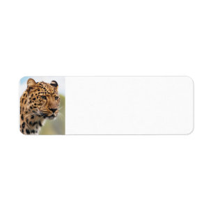 Leopard Wild Cats