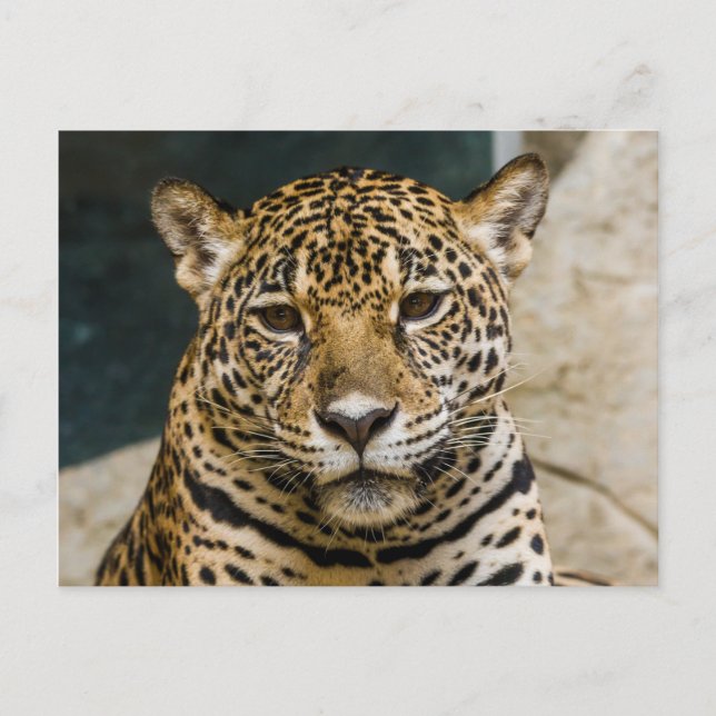 Leopard Wildcat Face Postcard (Front)