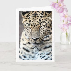 Leopard with Eyes Closed Card