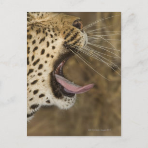Leopard yawning, Greater Kruger National Park, Postcard