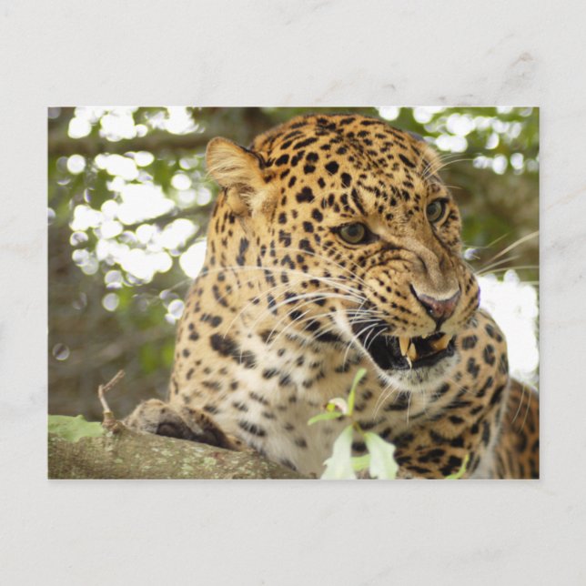LeopardCheetaro010 Postcard (Front)