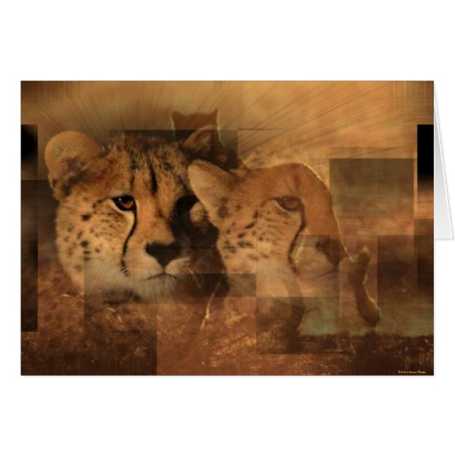 Leopards Card (Front Horizontal)