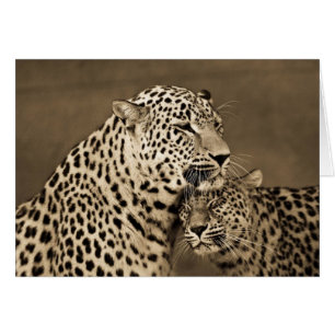 Leopards Caring