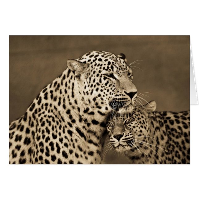 Leopards Caring (Front Horizontal)