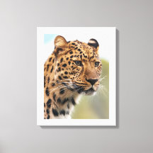 Leopard's Intense Gaze