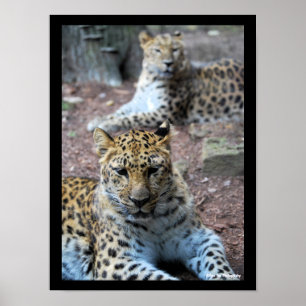 Leopards Resting Poster