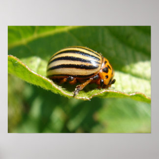 Leptinotarsa decemlineata poster