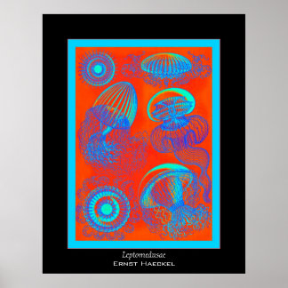 Leptomedusae ~ Ernst Haeckel Print