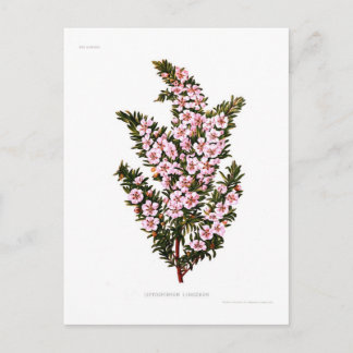 Leptospermum lanigerum postcard