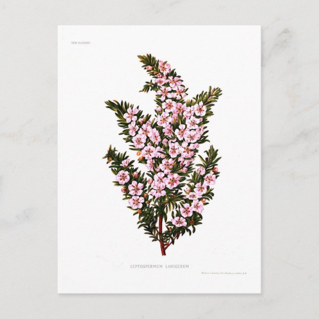 Leptospermum lanigerum postcard (Front)
