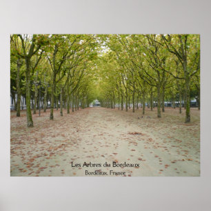 Les Arbres du Bordeaux Poster