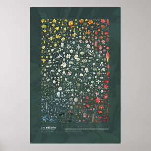 Les Liliacées from Redouté Poster