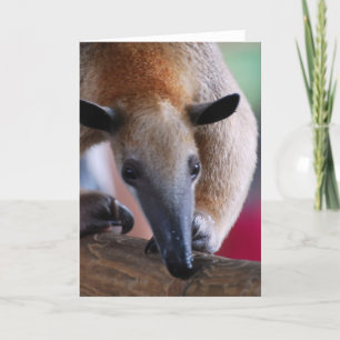 Lesser Anteater Greeting Card