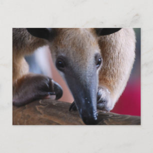 Lesser Anteater Postards Postcard