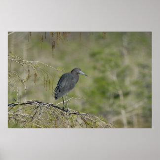 Lesser Blue Heron Everglades NAtional Park Poster