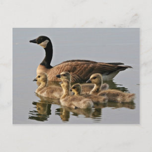 Lesser Canada Goose Brood Postcard