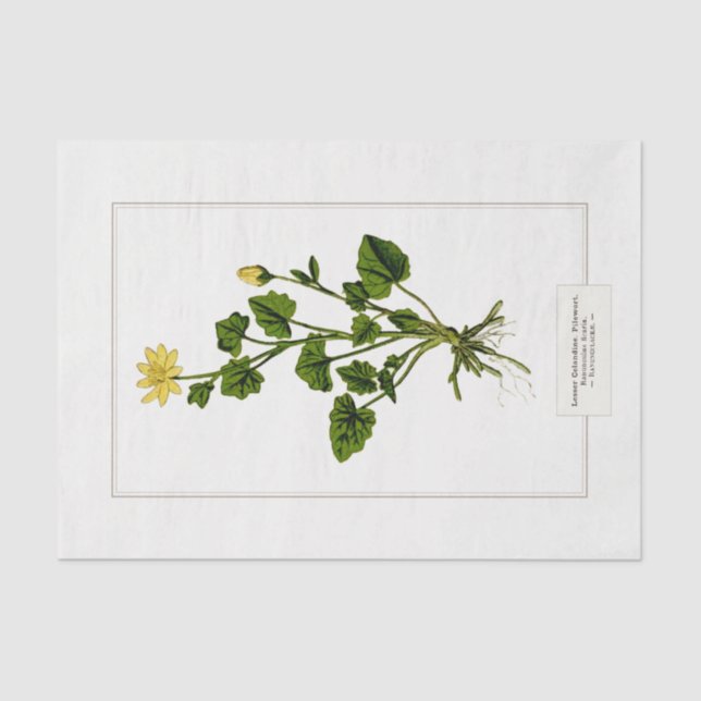 Lesser Celandine Botanical Illustration 1885  Tissue Paper (Front)