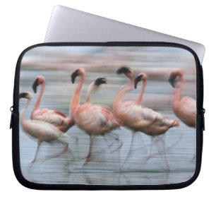 Lesser Flamingos in motion, Phoenicopterus Laptop Sleeve