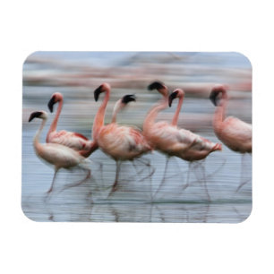 Lesser Flamingos in motion, Phoenicopterus Magnet