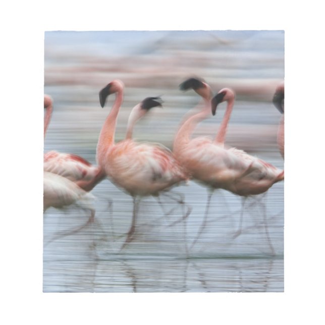 Lesser Flamingos in motion, Phoenicopterus Notepad (Front)