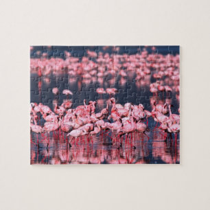 Lesser Flamingos (Phoeniconaias minor), Africa, Jigsaw Puzzle