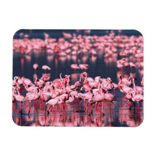 Lesser Flamingos (Phoeniconaias minor), Africa, Magnet