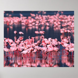 Lesser Flamingos (Phoeniconaias minor), Africa, Poster