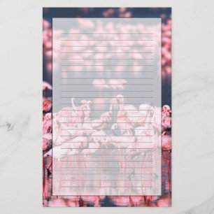 Lesser Flamingos (Phoeniconaias minor), Africa, Stationery