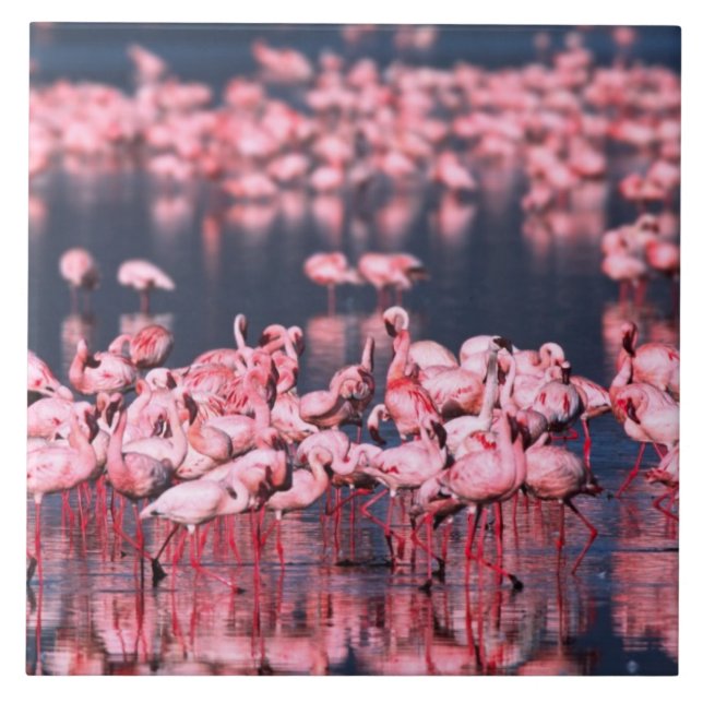 Lesser Flamingos (Phoeniconaias minor), Africa, Tile (Front)