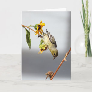 Lesser Goldfinch Notecard