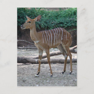 Lesser Kudu Postcard