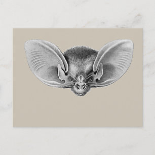 Lesser Long-eared Bat Postcard