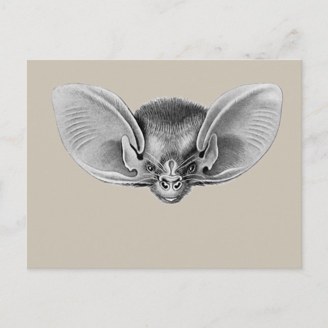 Lesser Long-eared Bat Postcard (Front)