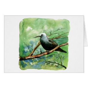 Lesser noddy