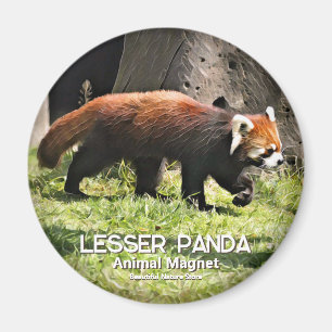 Lesser panda magnet