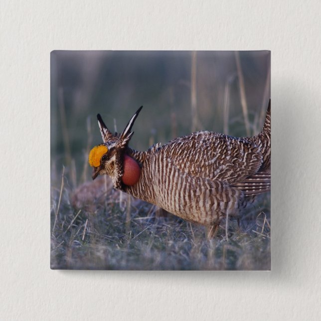 Lesser Prairie-Chicken, Tympanuchus 15 Cm Square Badge (Front)