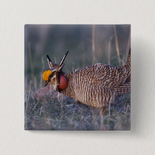 Lesser Prairie-Chicken, Tympanuchus 15 Cm Square Badge