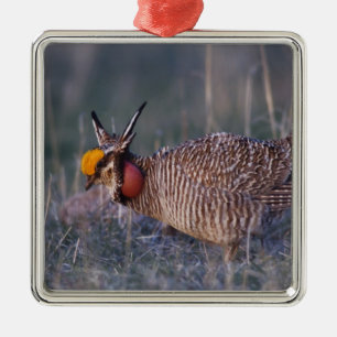 Lesser Prairie-Chicken, Tympanuchus Metal Tree Decoration