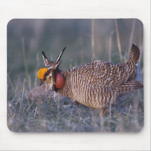 Lesser Prairie-Chicken, Tympanuchus Mouse Mat