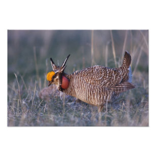 Lesser Prairie-Chicken, Tympanuchus Photo Print