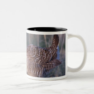 Lesser Prairie-Chicken, Tympanuchus Two-Tone Coffee Mug