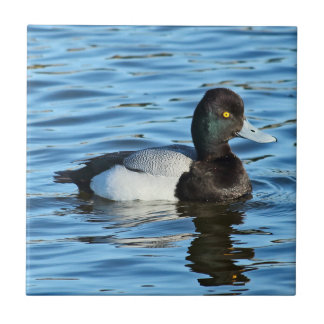 Lesser Scaup - Bluebill Duck Drake Tile