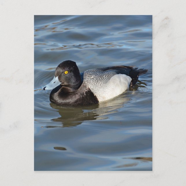 Lesser Scaup Duck Postcard (Front)