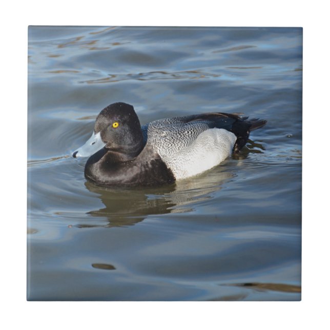 Lesser Scaup Duck Tile (Front)
