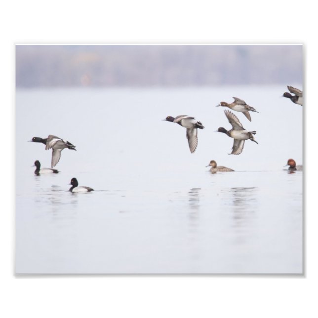 Lesser Scaups Ducks on the Bay Photo Print (Front)