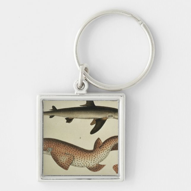 Lesser Spotted Dogfish Key Ring (Front)