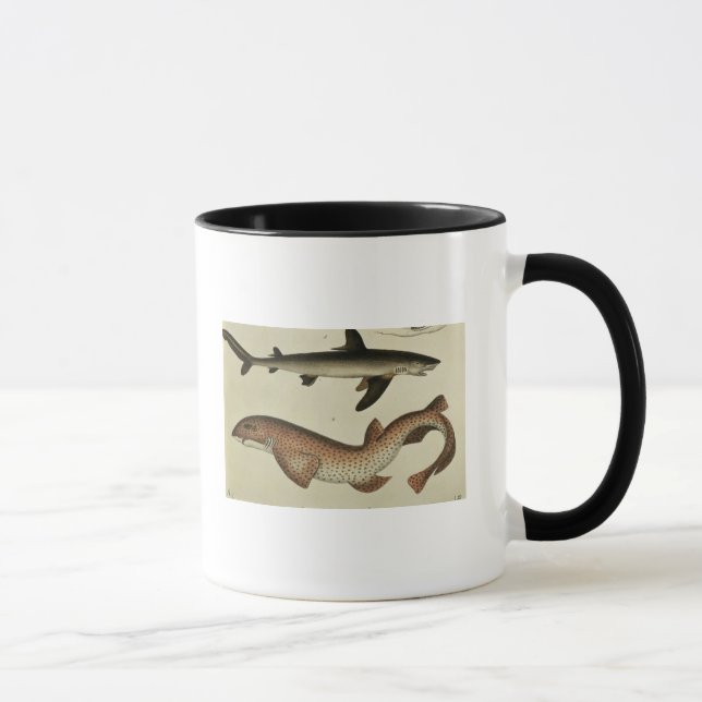 Lesser Spotted Dogfish Mug (Right)